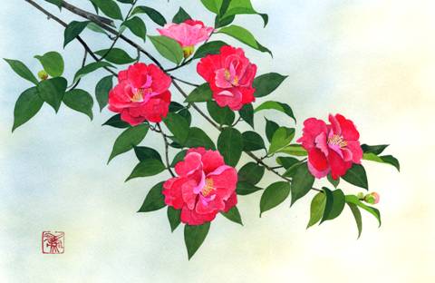山茶花