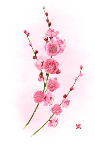 紅梅
