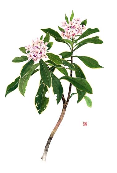 沈丁花